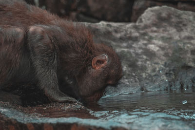 Close-up of monkey in zoo