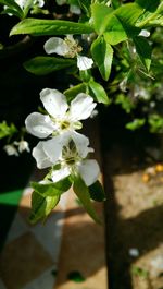 Close-up of white flowers blooming in park