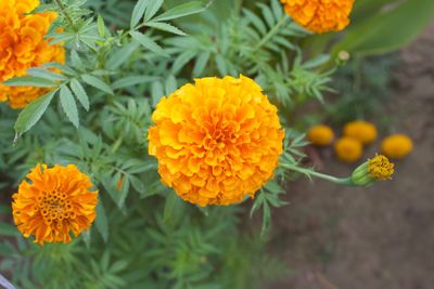 Close-up of orange marigold flowers