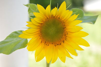 Close-up of yellow sunflower