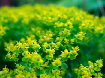 Close-up of yellow flowering plants on field