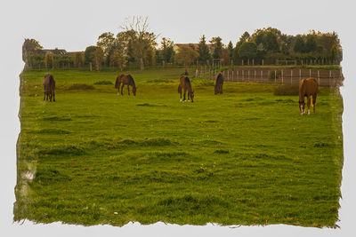 Horses grazing on field against sky
