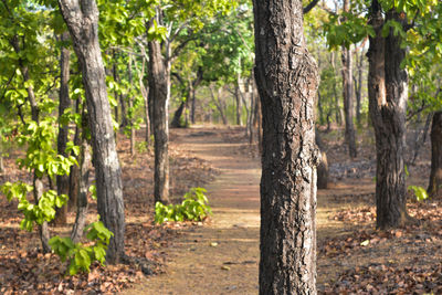 View of tree trunk in forest