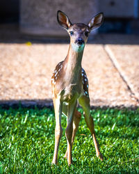 Portrait of deer standing on grass