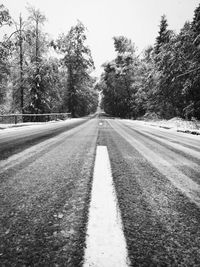 Surface level of road along trees