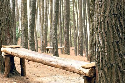Wooden tree in forest