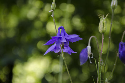 Close-up of purple flowers