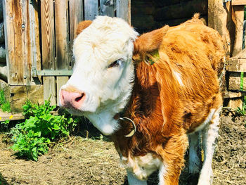 Cow standing in a field