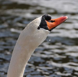 Close-up of swan on lake