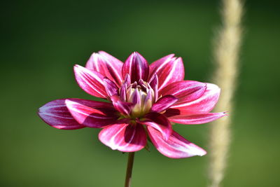 Close-up of pink flower