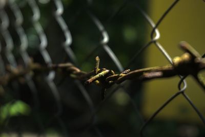 Close-up of insect on plant