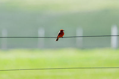 Bird perching on a wire