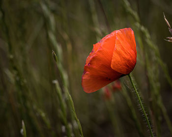 Close-up of red poppy on plant