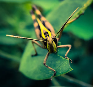 Close-up of insect on leaf