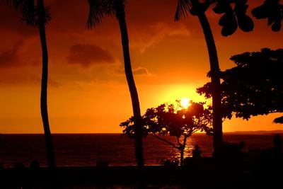 Silhouette of trees during sunset