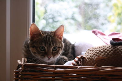 Portrait of cat in basket