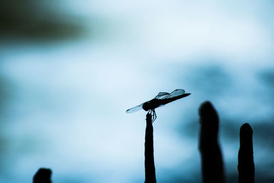 Close-up of bird perching on water against sky