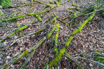 High angle view of plants growing on field