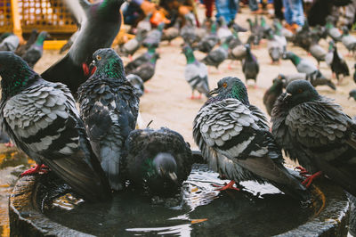 Close-up of pigeons perching in water