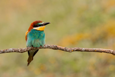 Close-up of bird perching on branch