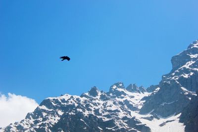 Low angle view of bird flying over snowcapped mountains against clear blue sky