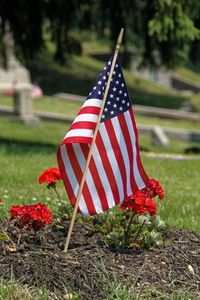 Red flag on plant at cemetery