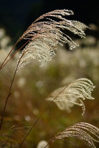 Close-up of dry plant