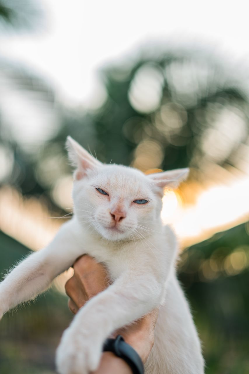 animal themes, animal, pets, one animal, domestic, domestic animals, mammal, vertebrate, cat, domestic cat, feline, focus on foreground, hand, human hand, white color, close-up, selective focus, looking, whisker, day, animal head