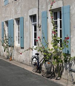 Bicycle and windows