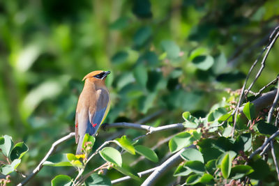 A cedar waxwing in a trail in mississauga, canada