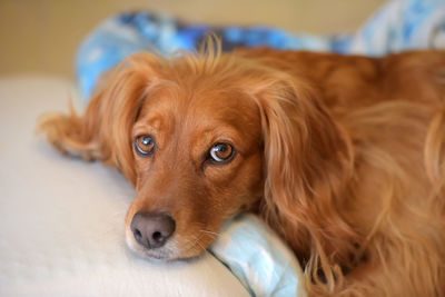 Portrait of dog lying down