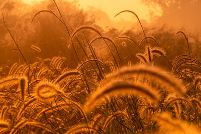 Close-up of stalks in field