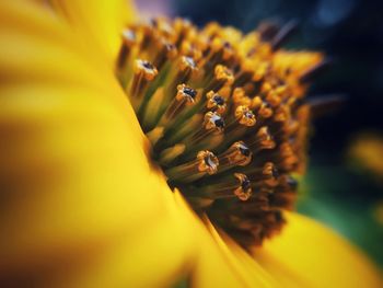 Close-up of yellow flowering plant