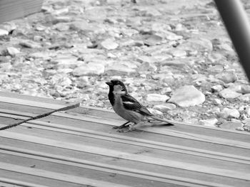 High angle view of bird perching on wood