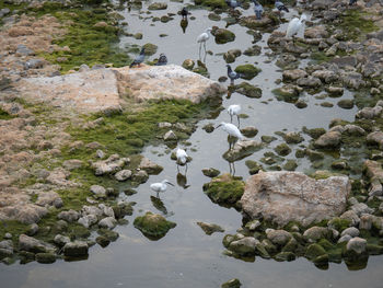 White egrets and pigeons drinking in the dry riverbed.