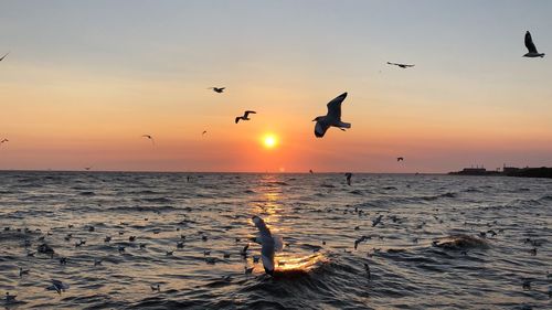 Seagulls flying over sea during sunset