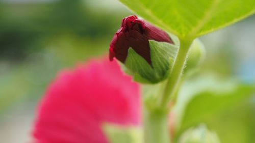 Close-up of red rose flower