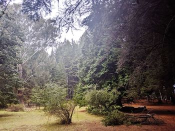 View of trees in the forest