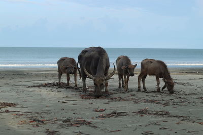 Horses on beach