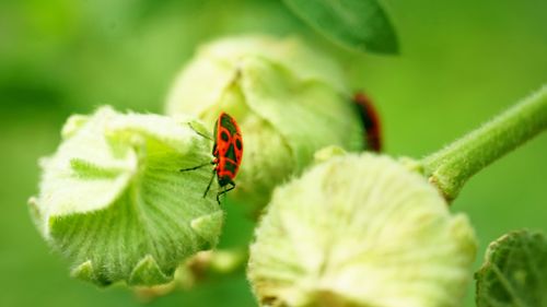 Firebug perching on plant