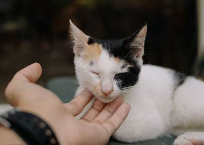 Close-up of hand holding kitten