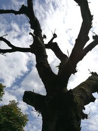 Low angle view of tree against sky