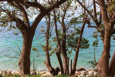 Trees by sea against sky