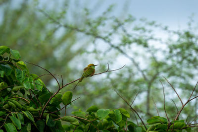 Low angle view of a bird on branch