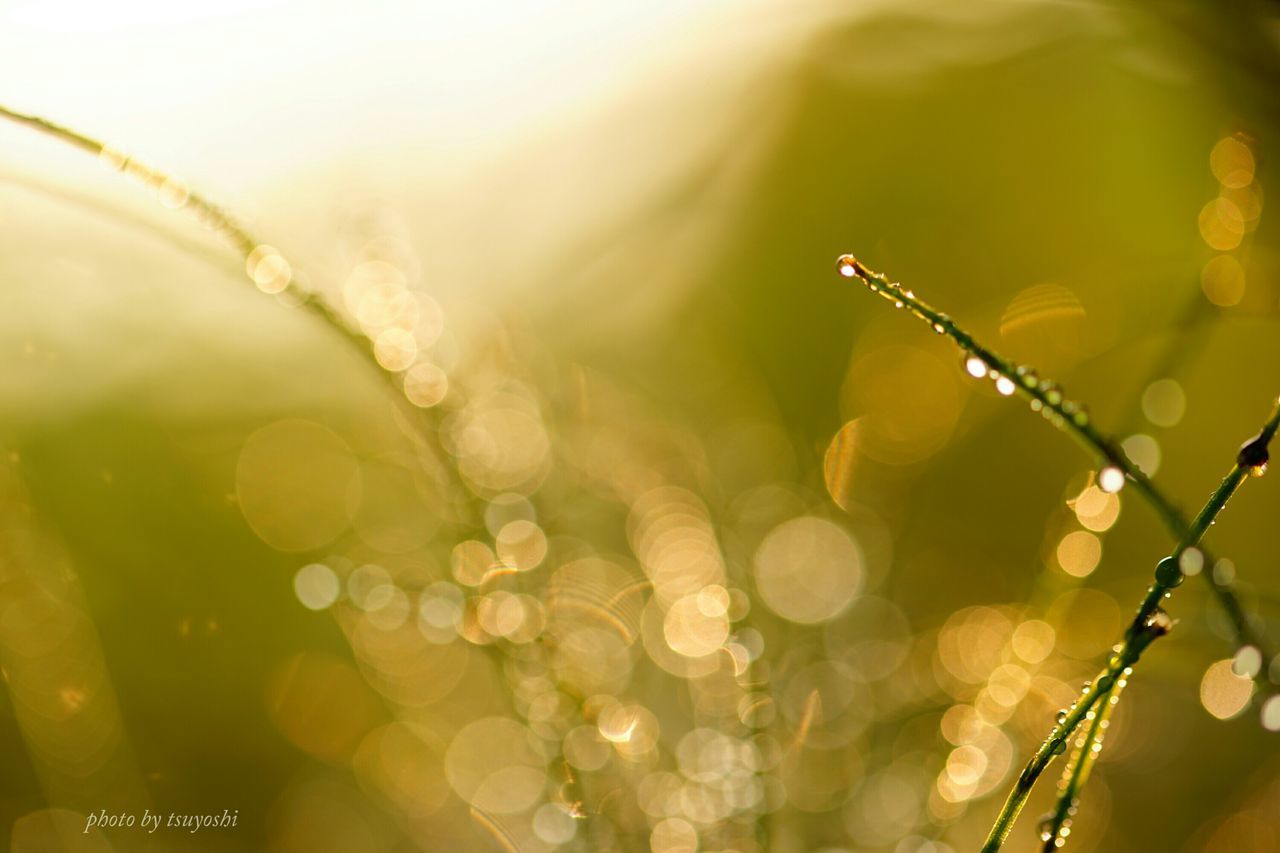 close-up, drop, focus on foreground, water, fragility, nature, plant, growth, wet, selective focus, freshness, beauty in nature, dew, spider web, day, outdoors, stem, blade of grass, no people, twig