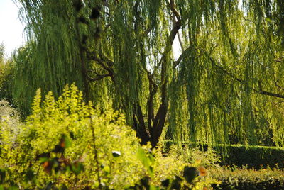 View of trees in forest