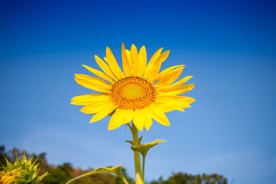 Close-up of sunflower against blue sky