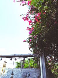 Flower tree against sky