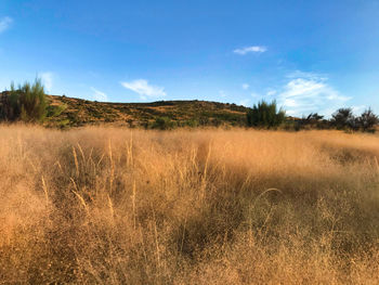 Scenic view of field against sky