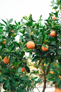 Low angle view of oranges growing on tree